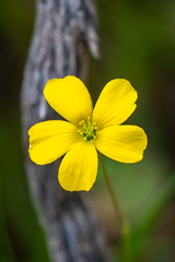 Oxalis perennans