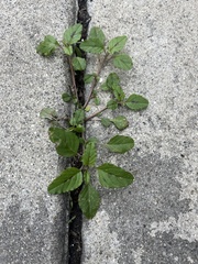 Amaranthus deflexus