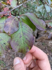 Viburnum prunifolium