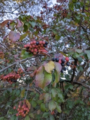 Viburnum prunifolium