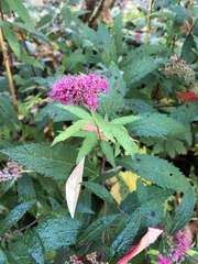 Spiraea salicifolia