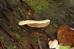Crepidotus