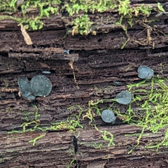 Leotiomycetes