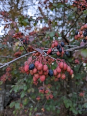 Viburnum prunifolium