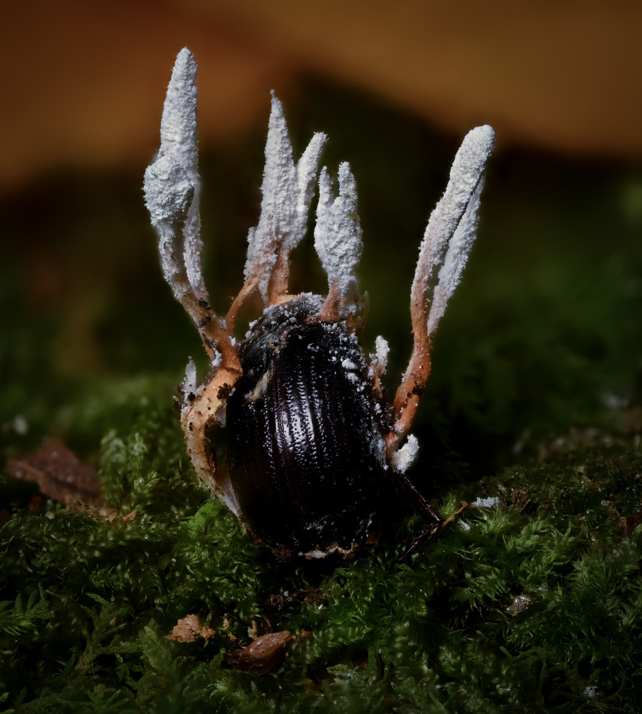 Cordyceps memorabilis