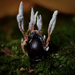 Cordyceps memorabilis - Photo (c) Alan Rockefeller, algunos derechos reservados (CC BY), subido por Alan Rockefeller