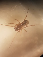 Poeciloneta variegata