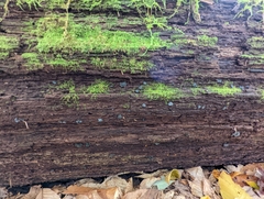 Leotiomycetes