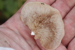 Crepidotus