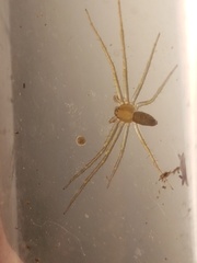 Philodromus albidus