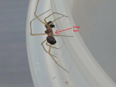 Neottiura bimaculata