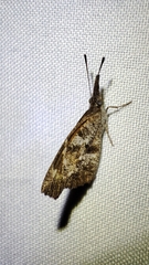 Libytheana carinenta mexicana