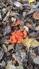 Cantharellus coccolobae