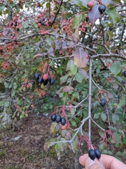 Viburnum prunifolium