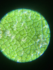 Quercus agrifolia oxyadenia