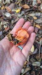 Cantharellus coccolobae