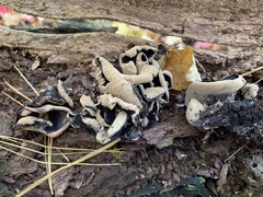 Ionomidotis irregularis