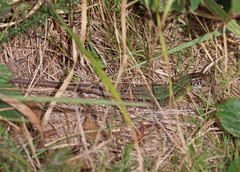 Lacerta schreiberi