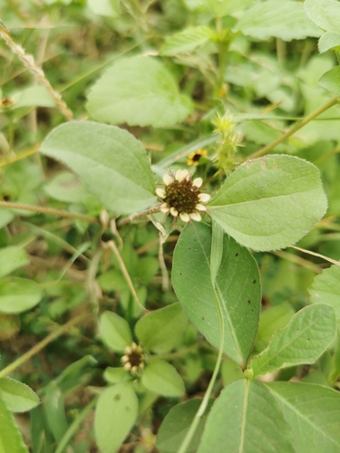 Image of Sanvitalia ocymoides by (c) M. Socorro González Elizondo, some rights reserved (CC BY-SA)