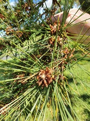 Casuarina glauca