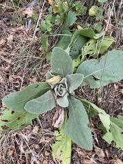 Verbascum thapsus