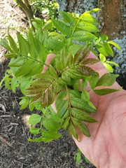 Juglans ailantifolia