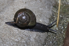 Helminthoglypta