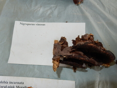 Nigroporus vinosus