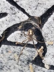 Latrodectus hesperus