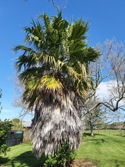 Washingtonia robusta