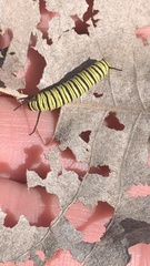 Danaus erippus