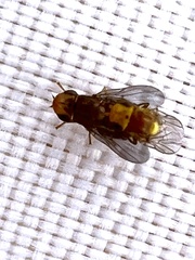 Chloropinae
