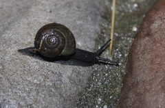 Helminthoglypta