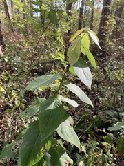 Rudbeckia auriculata