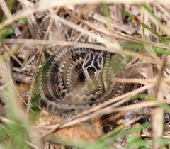 Vipera seoanei
