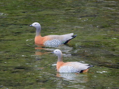 Chloephaga poliocephala