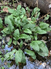 Rudbeckia auriculata