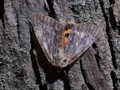 Catocala habilis