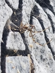 Latrodectus hesperus