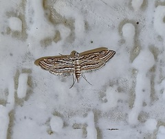 Parapoynx fluctuosalis