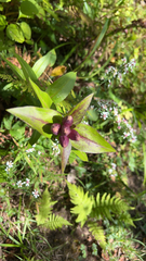 Pneumonanthe