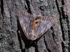 Catocala habilis