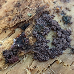 Arcyria stipata