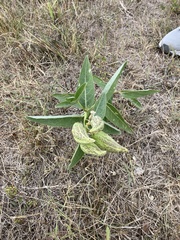 Asclepias viridis