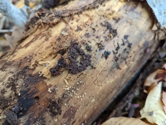 Arcyria stipata