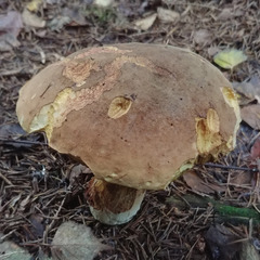 Neoboletus xanthopus