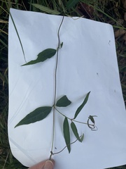 Gelsemium sempervirens