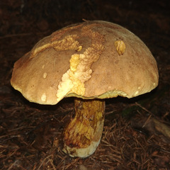 Neoboletus xanthopus