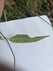 Gelsemium sempervirens