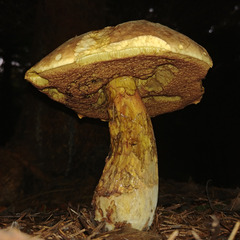 Neoboletus xanthopus